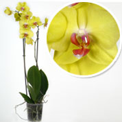 Orquídea mariposa Amarilla, Phalaenopsis